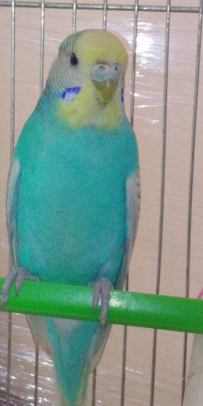 صورة