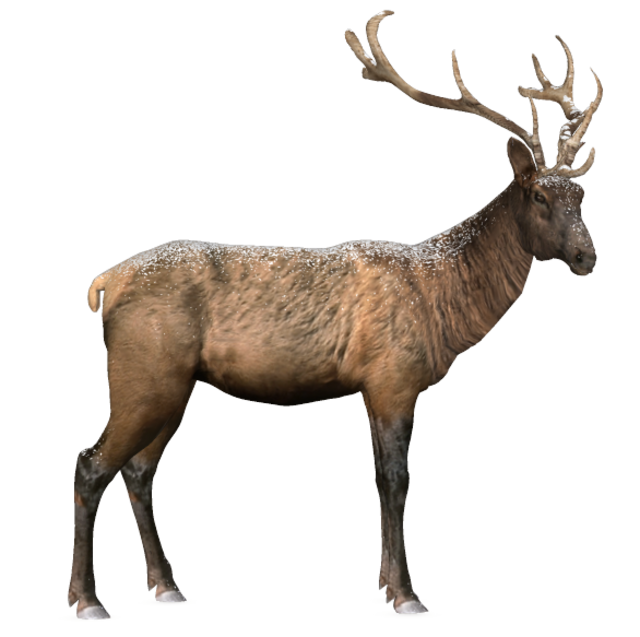 beautiful_reindeer_14