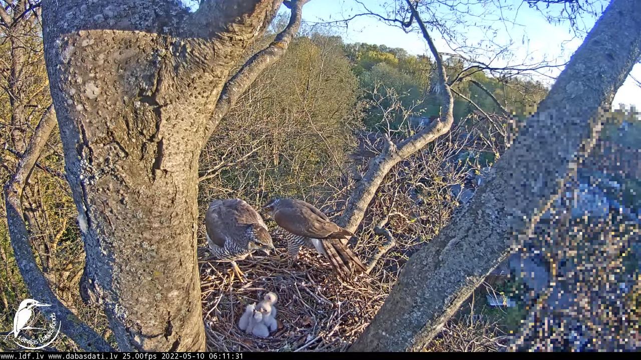 Vistu vanags (Accipiter gentilis) Rīgā - LDF tiešraide __ Goshawks, Riga, Latvia 11-39-16 screenshot