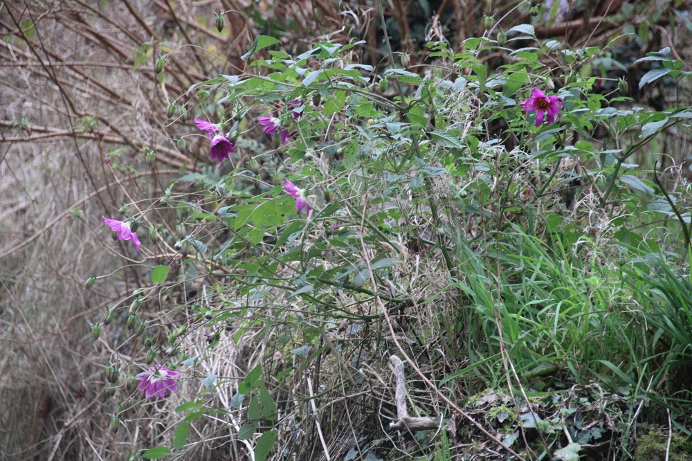 Dahlia (australis x tenuicaulis) , 081124