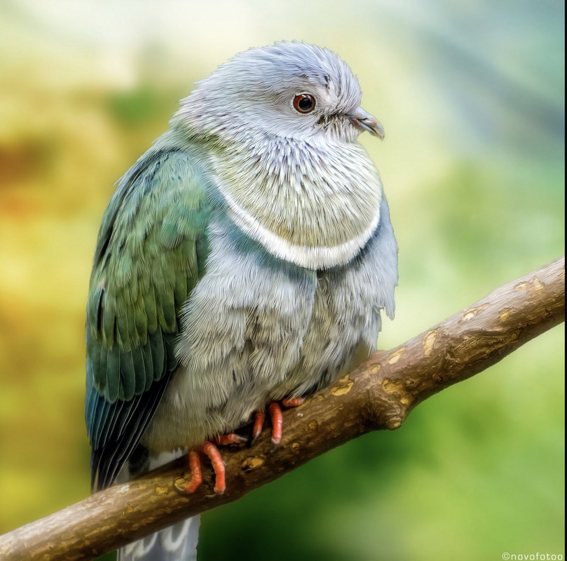green-perched-bird-dis.jpg