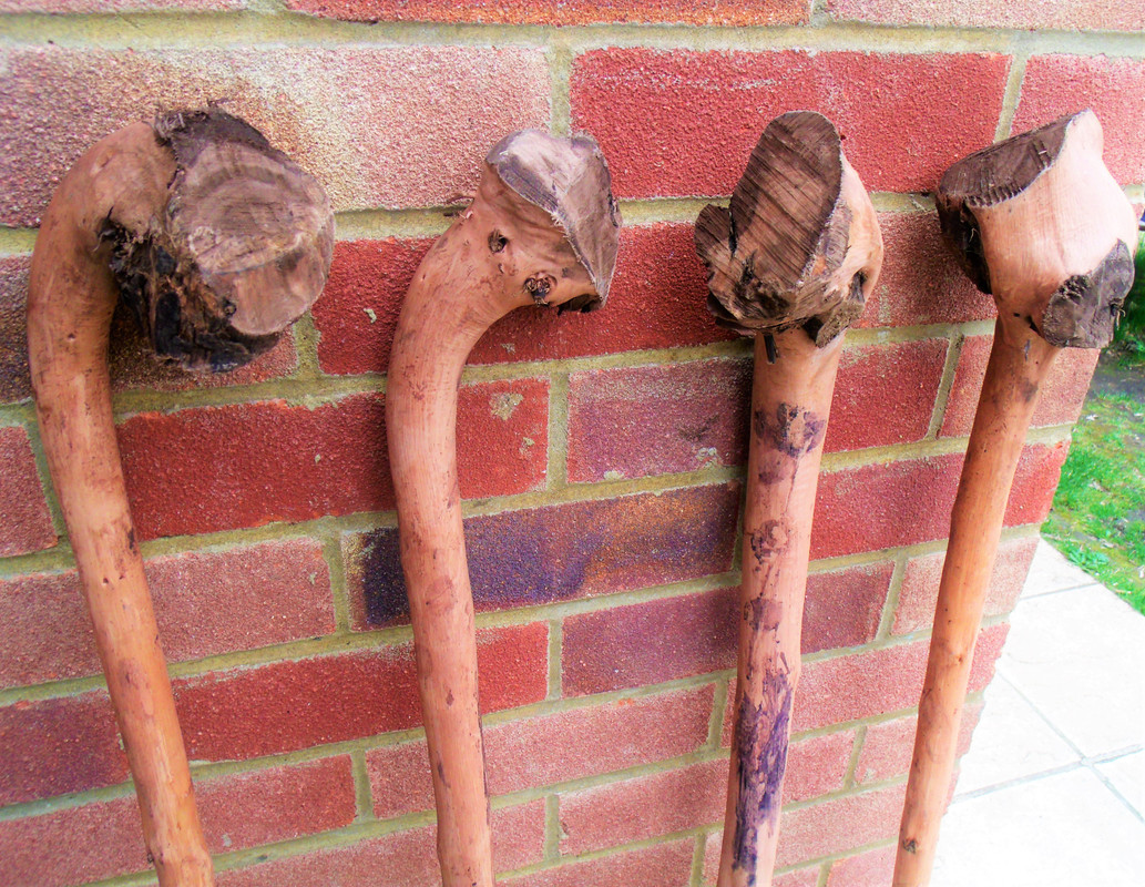 Unthreatened Chestnut Wood Walking Stick Cane Root Ball Knob Rustic