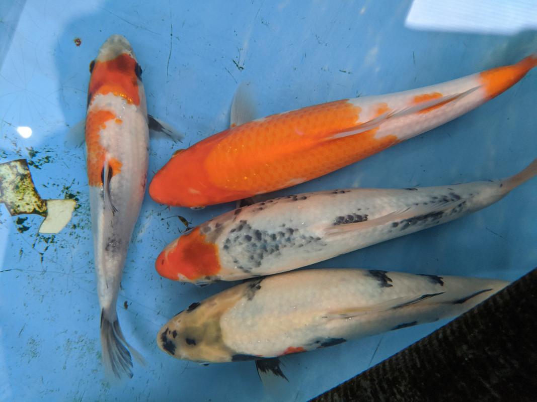 IMG_20191121_133636_1