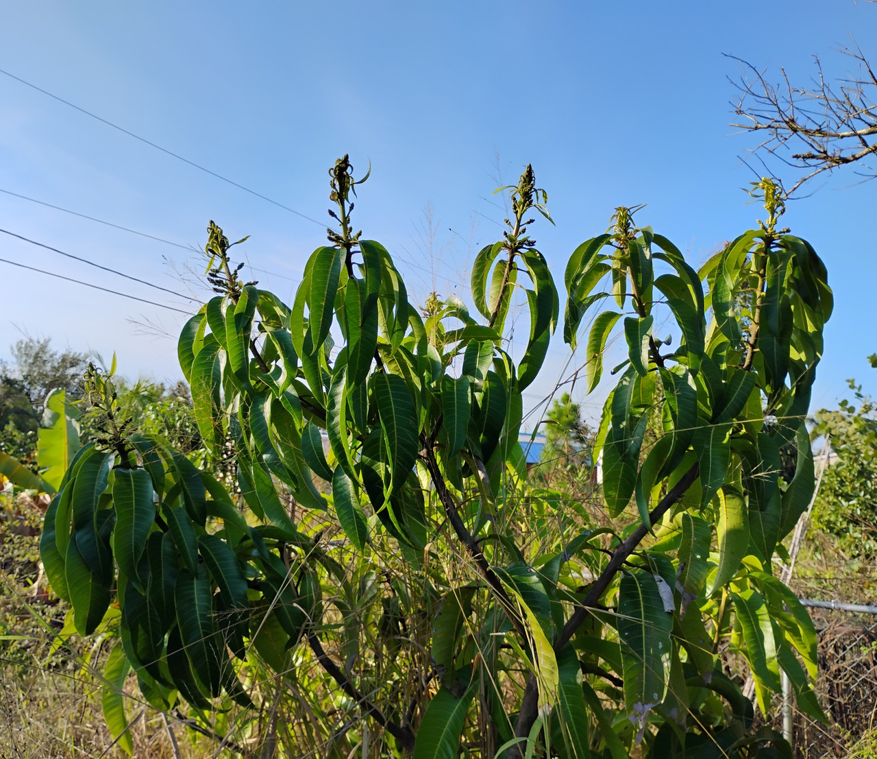 IMG 20251204 085847051 2