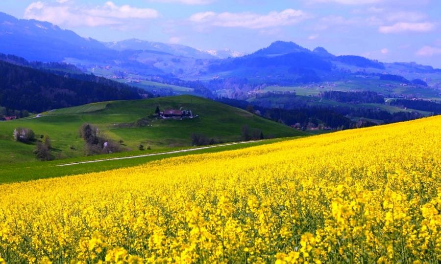 Альпийские луга в Лихтенштейне Альпийские луга в Лихтенштейне