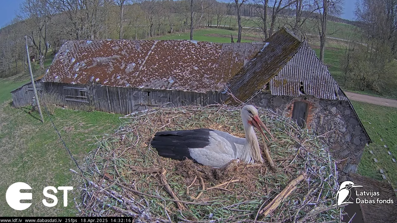 (23) Baltie stārķi (Ciconia ciconia) Tukuma novadā __ White storks in Tukums, Latvia - YouTube - 947
