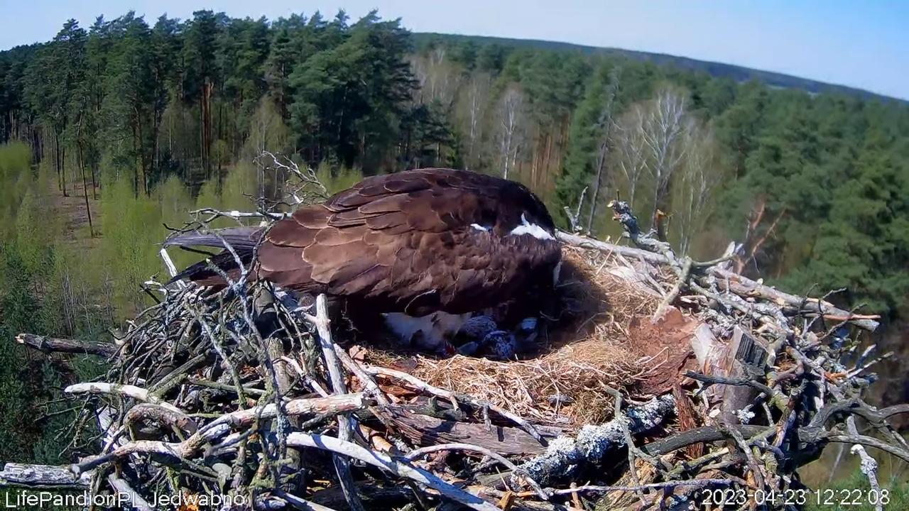 Zivjērgļi tiešsaistē Napiwodzko-Ramucka mežā 2-46-59 screenshot