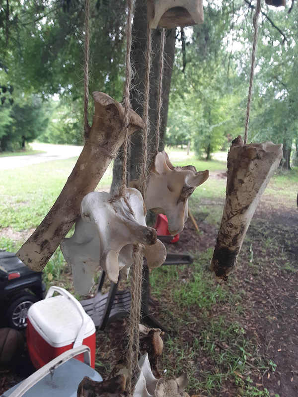 Deer vertebra and broken femurs