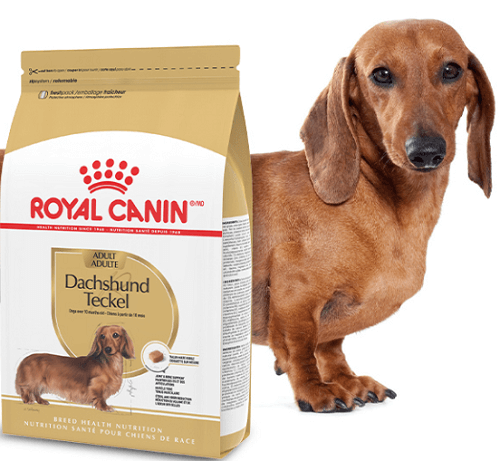 Attention Dachshund Owners: Get a Chance to Win a FREE Royal Canin Breed Health Nutrition Dachshund Chatterbox Kit!