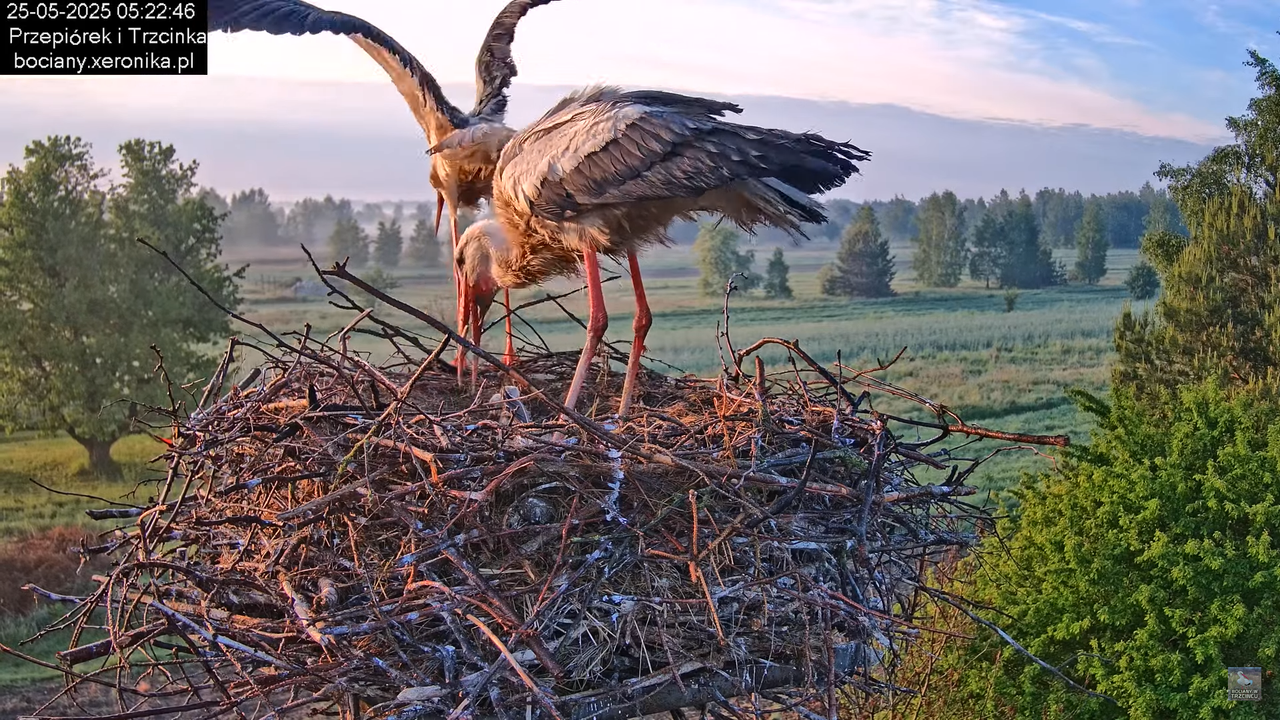 25052025bociany6