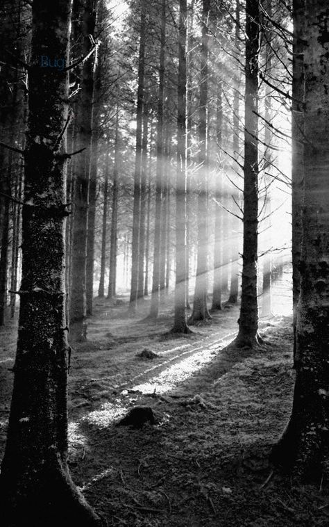 blacknwhitewoods.jpg
