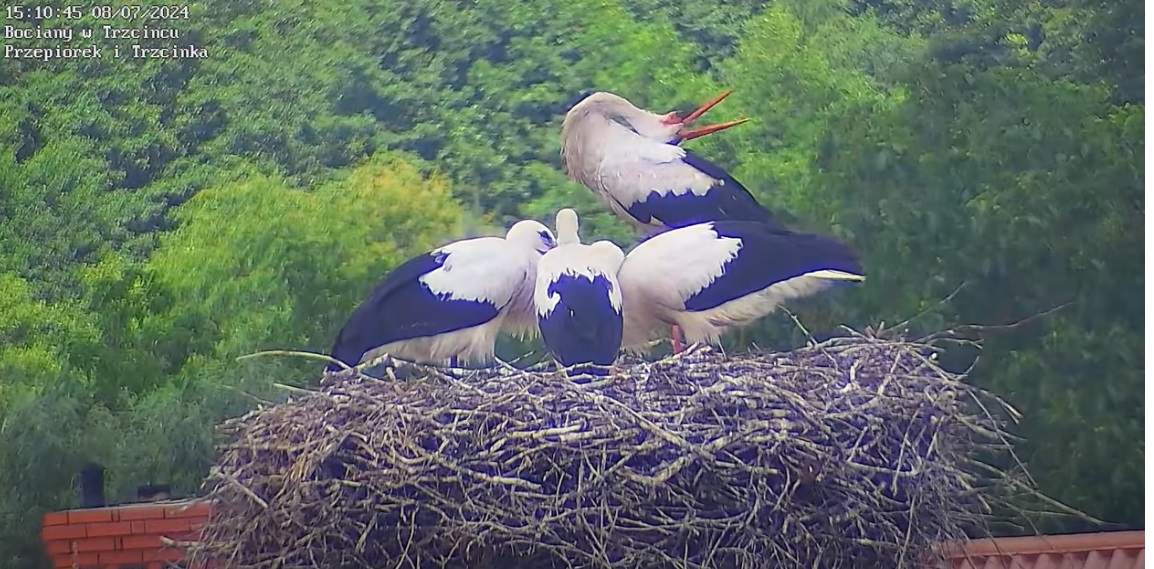 bardzoaktywnycelebryta