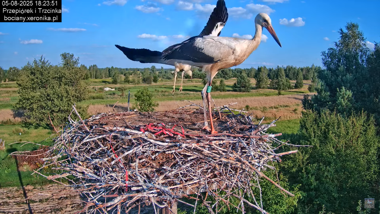 05082025bociany30