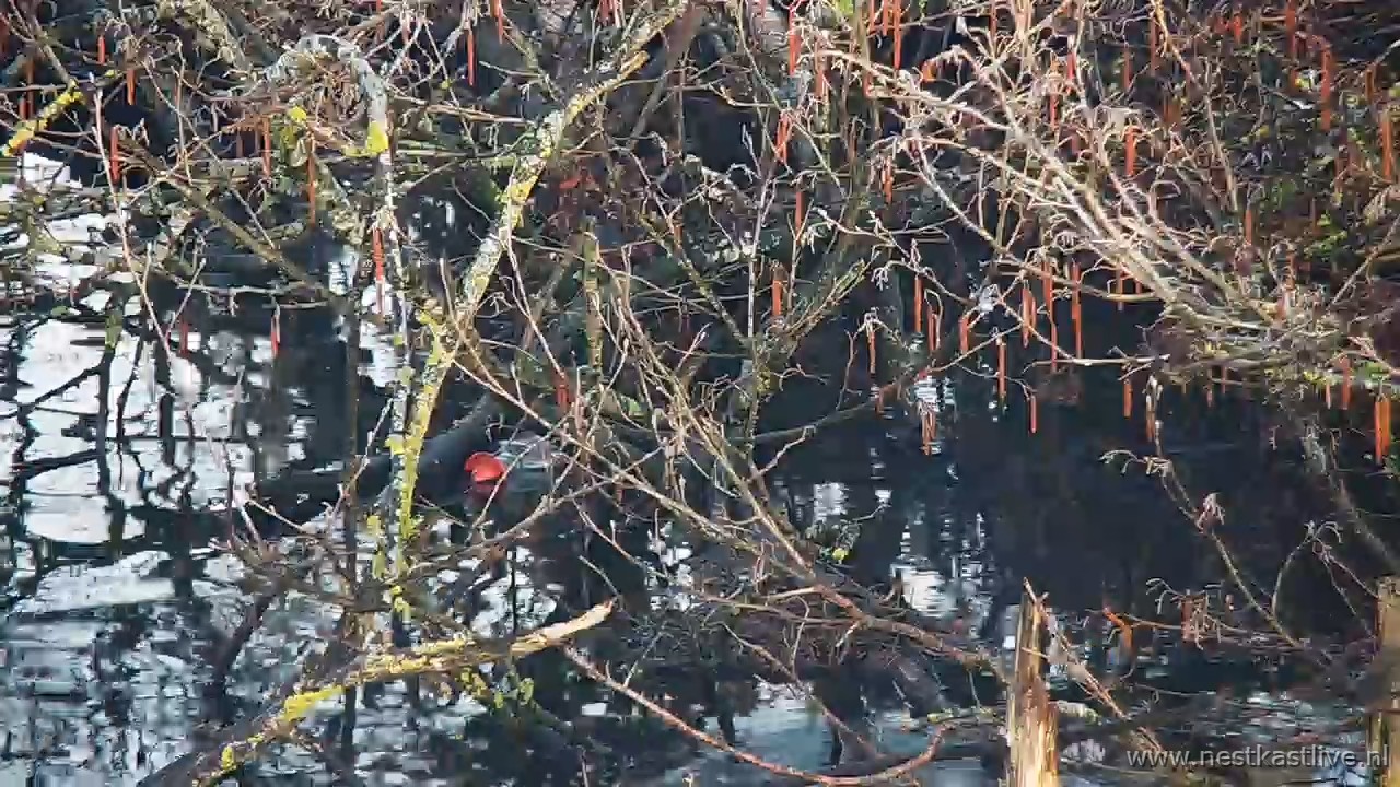 snapshot 2026 03 29T072557 809