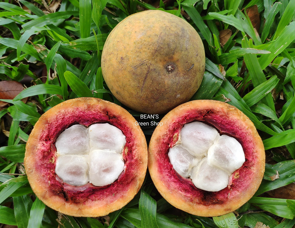 Yellow langir(hard shell)1