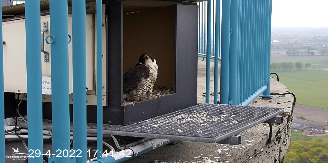 campics BDL 2022 va 9 april 2022 ©VWGGemert/Vogelbescherming Nederland - Pagina 39 Video-2022-04-29-174654-Moment-4