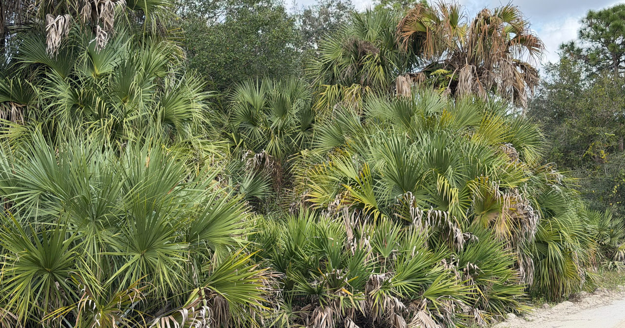 [Image: South-Of-Lake-Okee-Chobee11.png]
