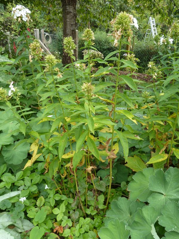 2013-09-01 Phlox weiß3