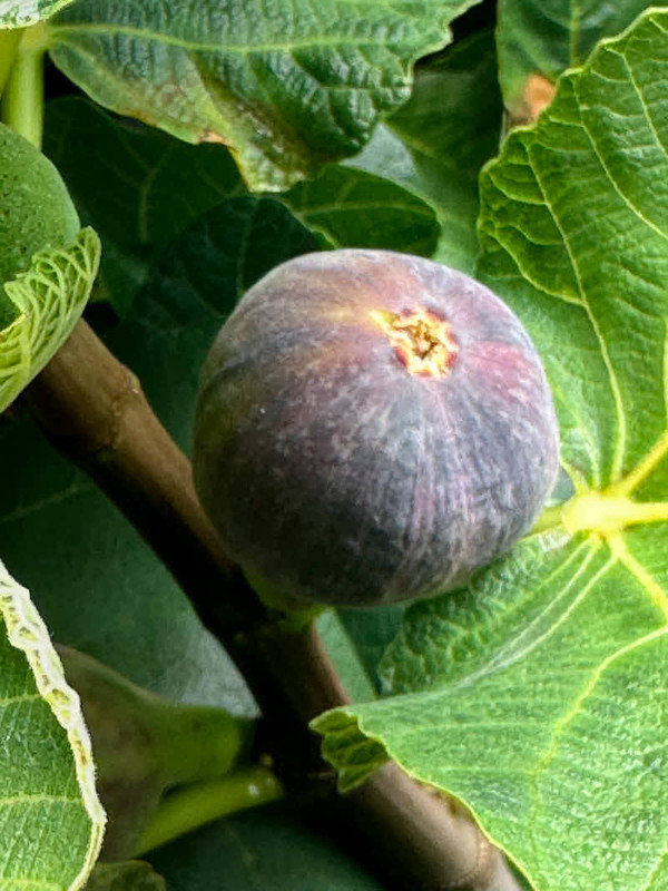 figs-881.jpg
