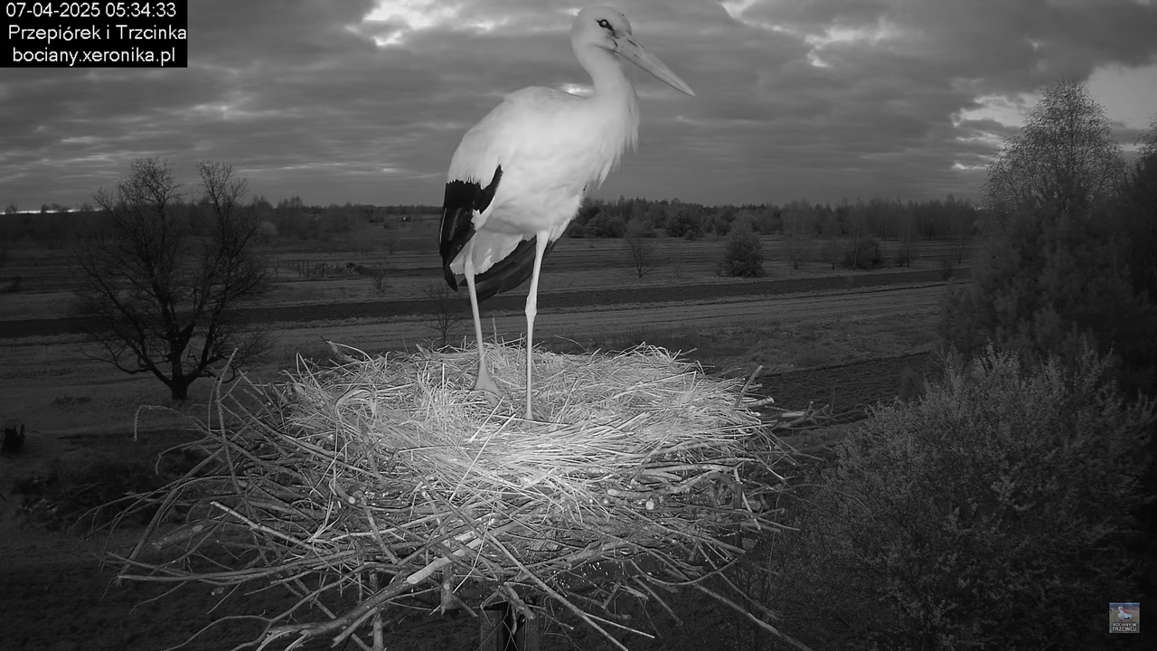 07042025bocian (8)