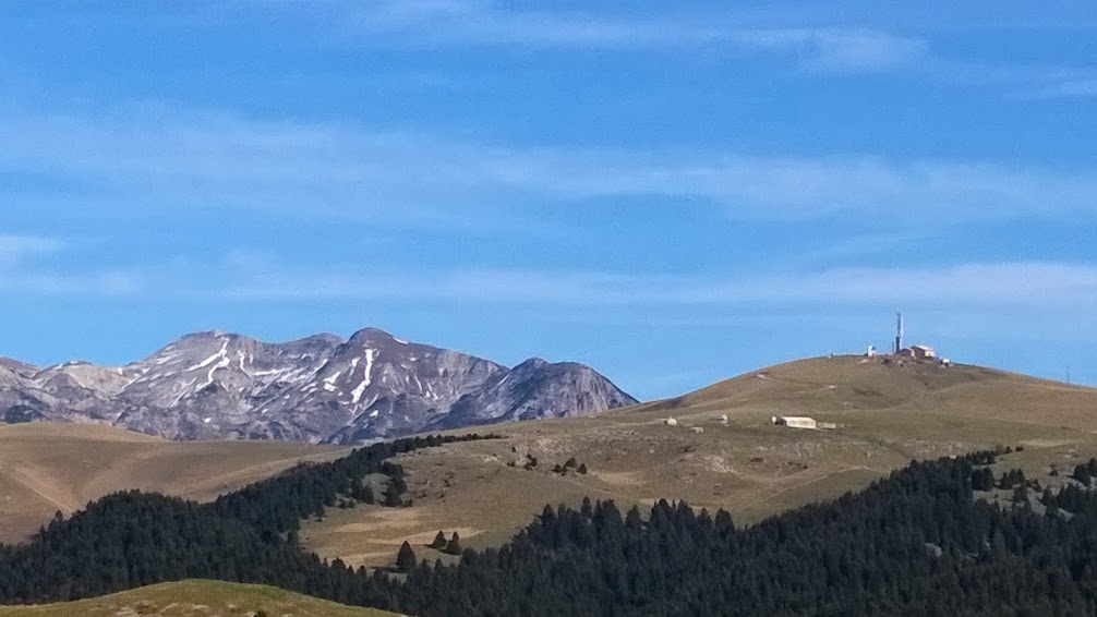 Translessinia