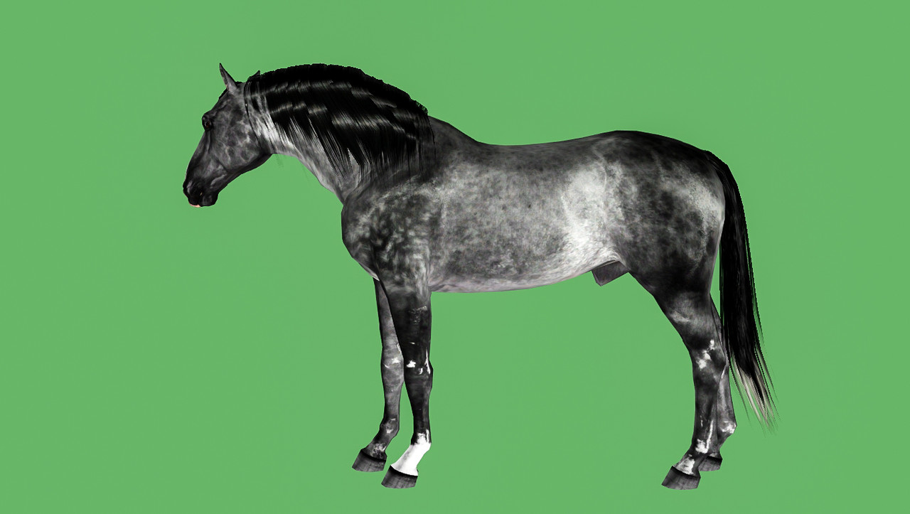 Horse image