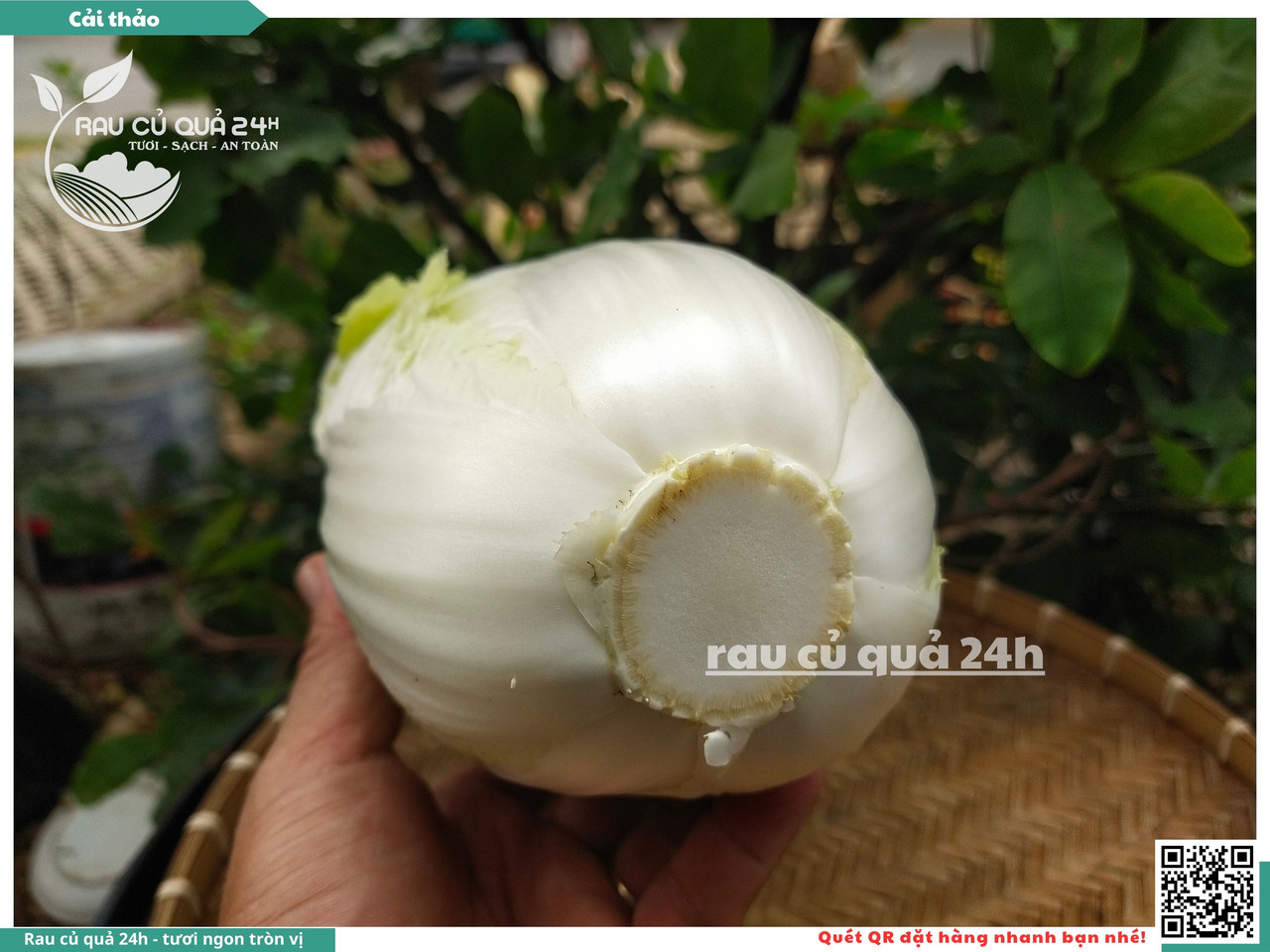Cải Thảo 14
