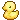 yellow duck