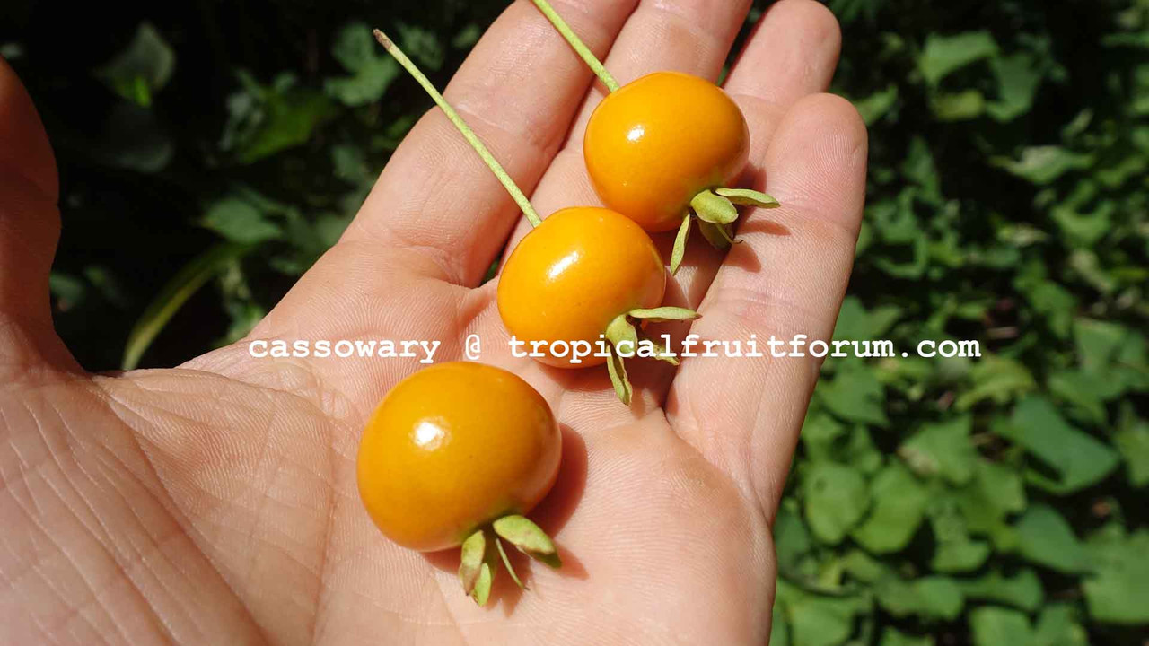grumichama orange cassowary