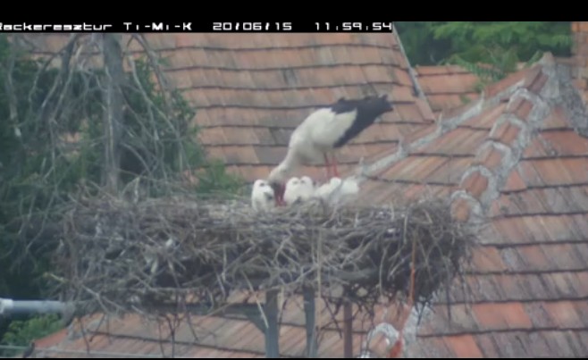 2020-06-15_125347 ebéd