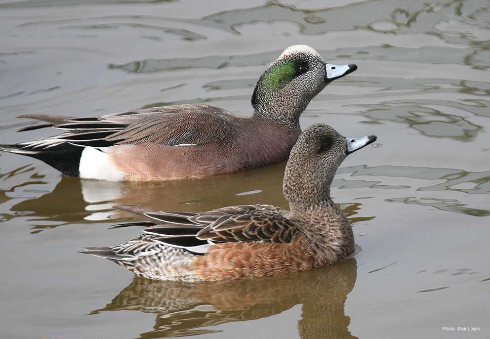 Facts About the American Wigeon