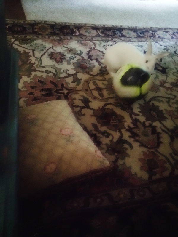 IMG_٢٠٢١٠٥٢٣_١٤٥١٣٦