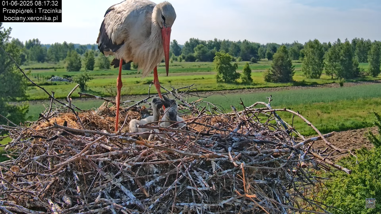 01062025bociany15