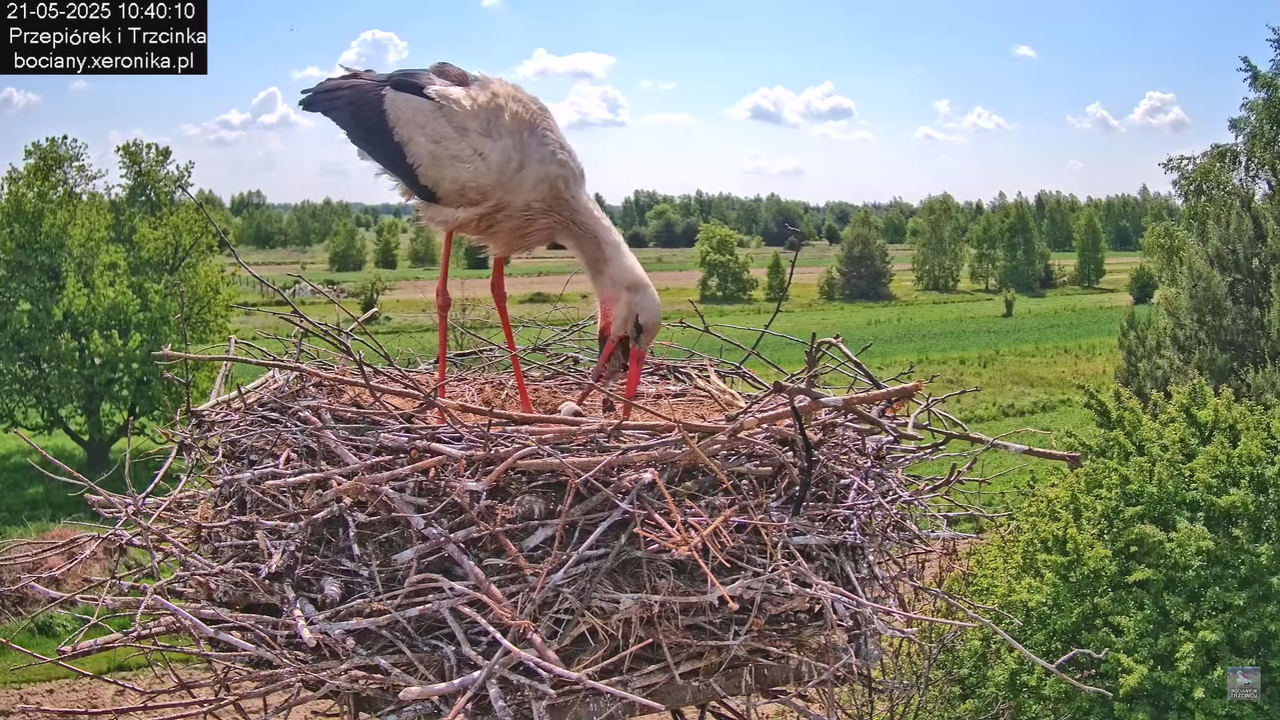 21052025bociany13