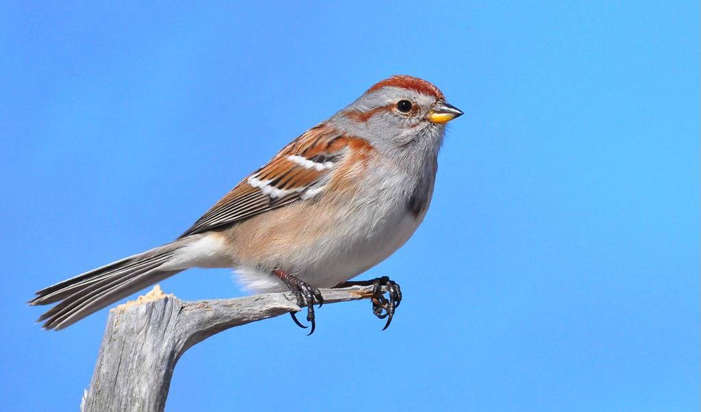 American Tree Sparrow
