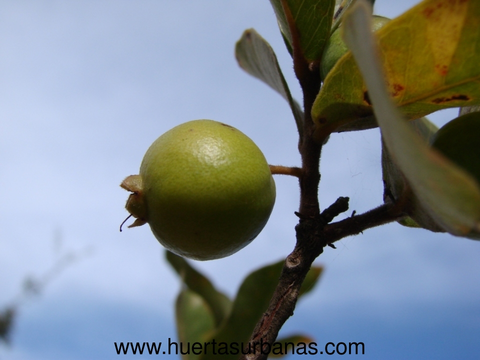 huertasurbanas_com_20190223_151448Psidium_salutare-3