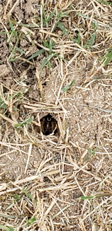 Any Ideas What Is Causing This The Lawn Forum