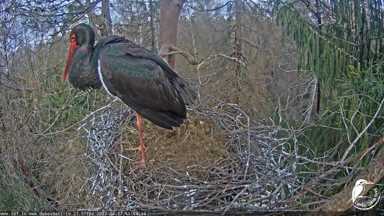 Melnais stārķis (Ciconia nigra) Siguldas novadā - LDF tiešraide 4-53-42 screenshot
