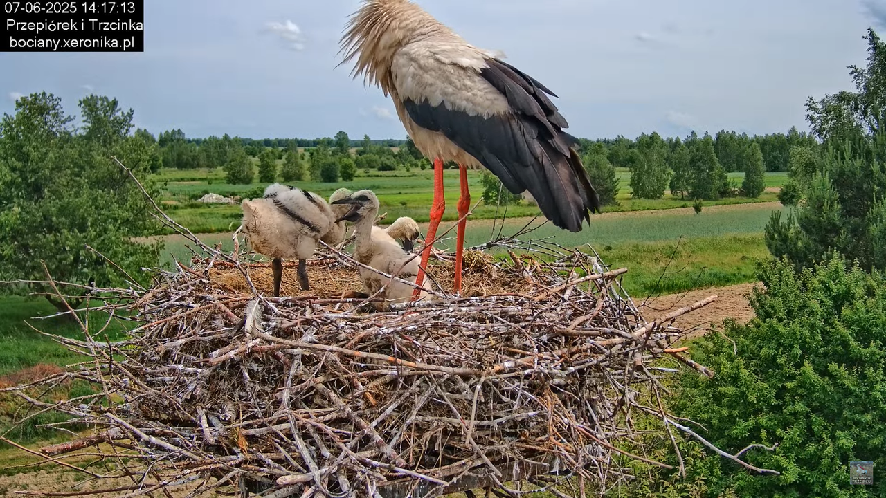 07062025bociany30