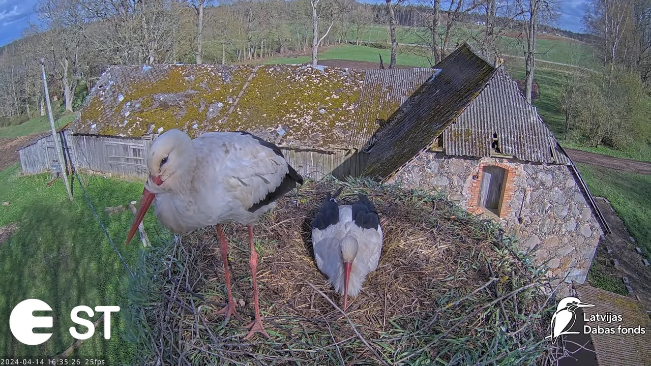 Baltie stārķi (Ciconia ciconia) Tukuma novadā - LDF tiešraide __ White storks in Tukums, Latvia 11-3