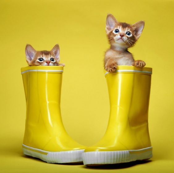 yellowcatwellies.jpg