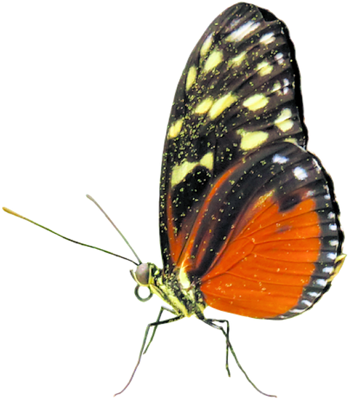 Pumpkinfairykitpudnbutterfly