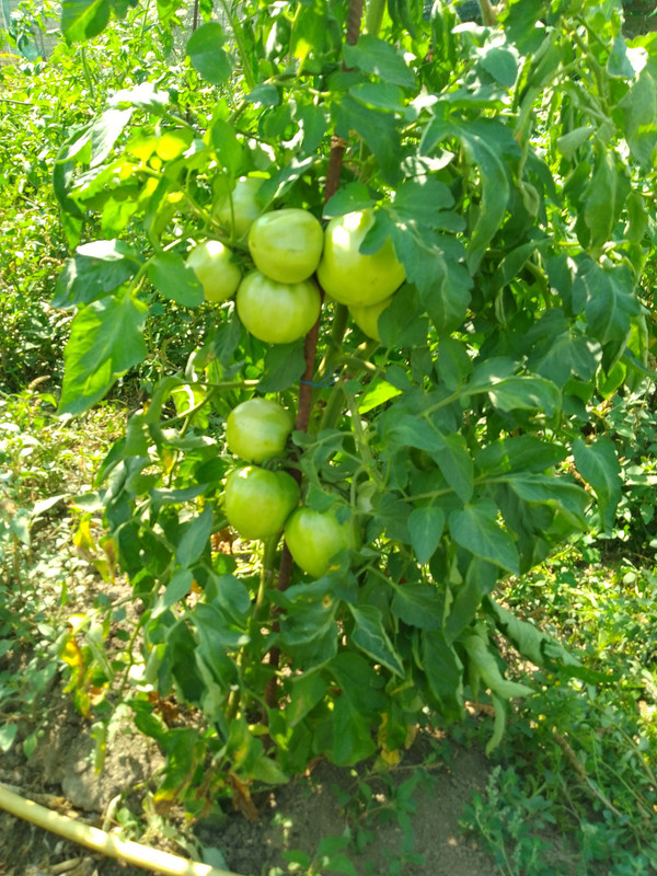 IMG 20260719 111439 414 1