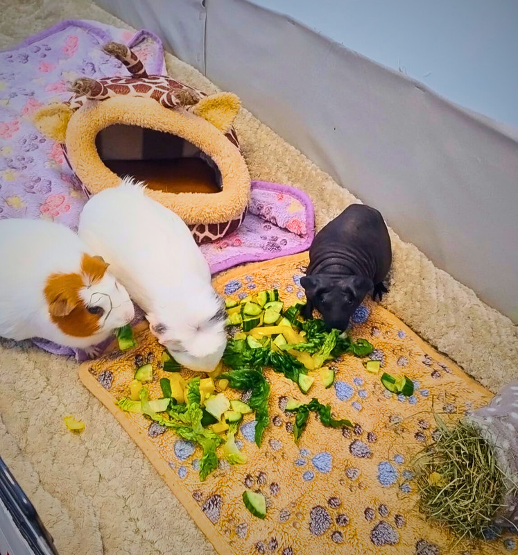 guinea pigs 3