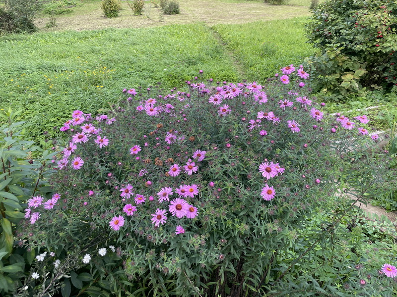https://i.postimg.cc/Bb6H8fCr/IMG-0107.jpg