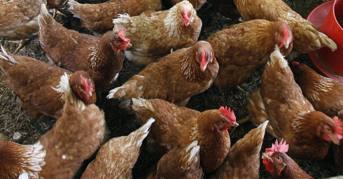 5 millones de gallinas serán sacrificadas por gripe aviar, en EU