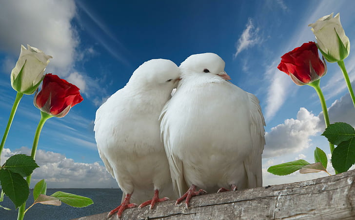 An den Beitrag angehängtes Bild: https://i.postimg.cc/Bb7G43xv/doves-couple-rose-sky-love-wallpaper-preview.jpg