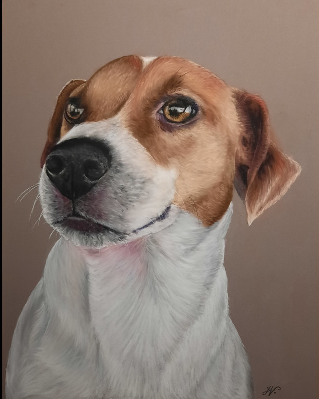Hundeportrait