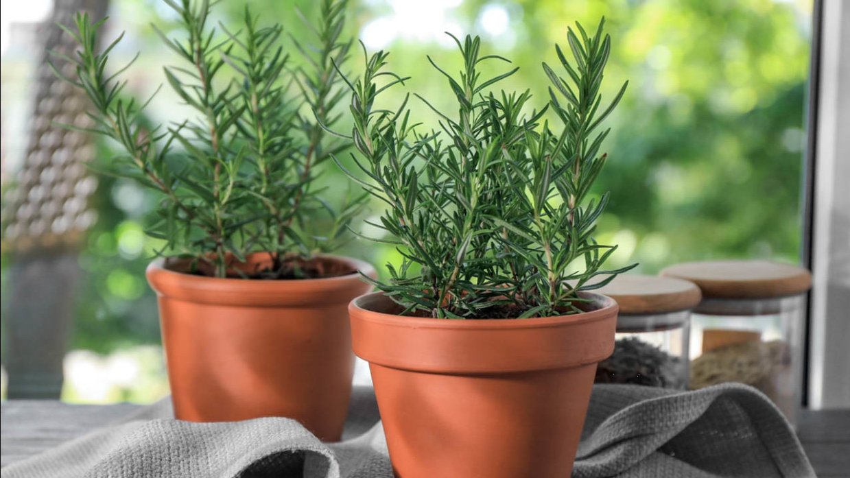 ¿Cómo cultivar romero en maceta? 