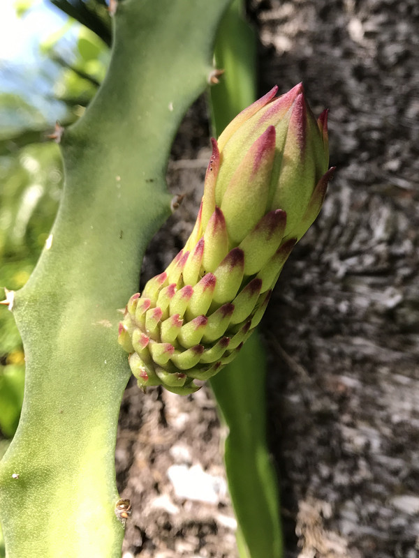 Yellow Dragon Flower 7 2017